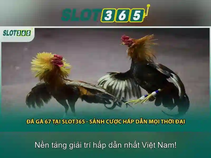 Khuyến mãi và chương trình tích điểm